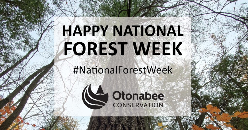 Image of Celebrating National Forest Week | Sept. 17-23